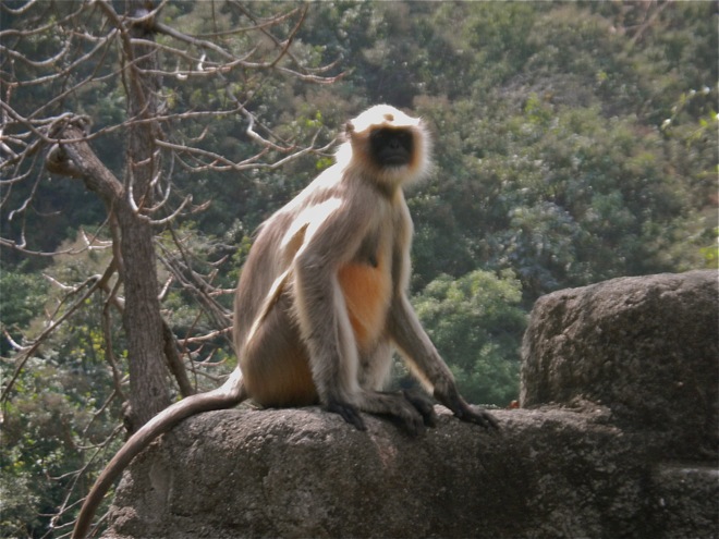 monkeys in india